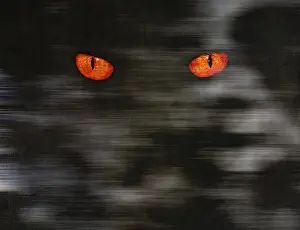 Animal eyes stare at something from dark wall