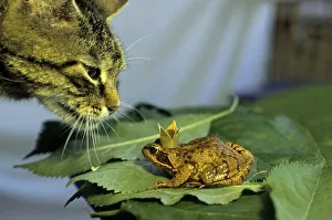 Animal Friendship, Cat and Frog Prince