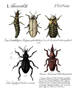 Animal kingdom, anatomy, beetles