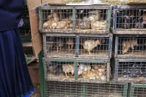 Animal market, Poultry in cage