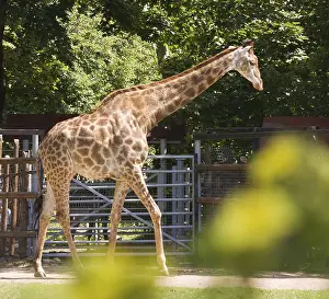 Animal at the Moscow zoo, giraffe