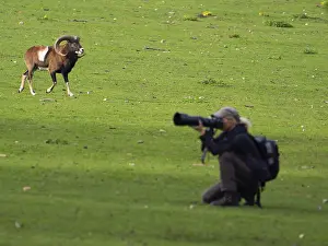 An animal photographer and a mouflon