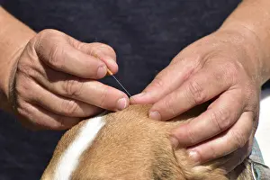 Animal physiotherapist and osteopath treating a small mixed breed dog with outdoor acupuncture