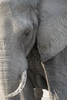 Animal portrait, African elephant (Loxodonta africana)