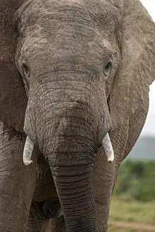 Animal portrait, African elephant (Loxodonta africana)