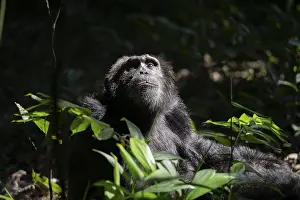 Animal portrait, chimpanzee (Pan Troglodytes)