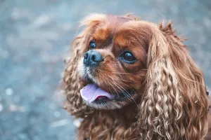 Animal portrait, dog, Cavalier King Charles Spaniel