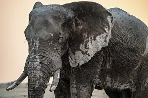 Animal Portrait, Dramatic African Elephant (Loxodonta africana)