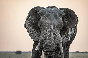 Animal Portrait, Dramatic African Elephant (Loxodonta africana)