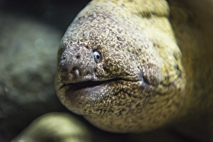 Animal portrait of a Giant Moray (Gymnothorax javanicus)