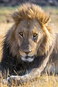 Animal portrait, maned lion (Panthera Leo) lying in grass