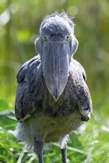 Serious animal portrait, shoebill (Balaeniceps rex) in the swamps of Mabamba