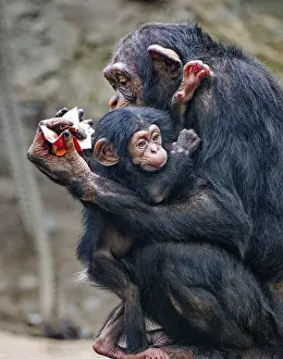 Animal portrait, Western chimpanzee (Pan troglodytes verus) cuddling with young