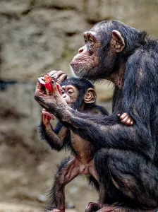 Animal portrait, Western chimpanzee (Pan troglodytes verus) playing with young