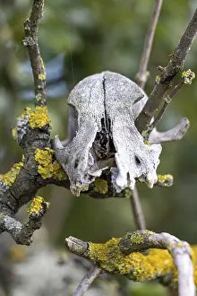 Animal skull in the branches