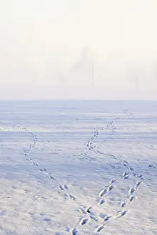 Animal tracks of deer and hares in the snowy in a field