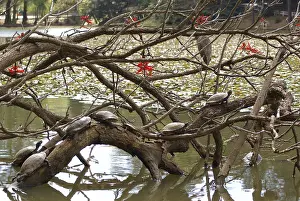 Animal, Turtle, Horto Florestal Park