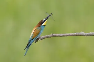 Animals, Birds, Bee-eater, (Merops apiaster)