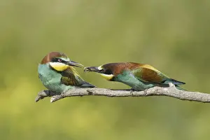 Animals, birds, bee-eaters, couple