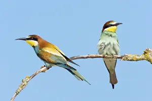 Animals, birds, bee-eaters, couple
