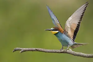 Animals, birds, bee-eaters (Merops apiaster)