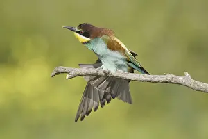 Animals, birds, bee-eaters (Merops apiaster)