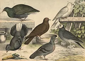 Animals, birds, doves: field dove