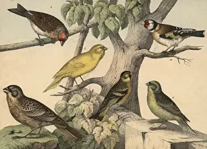 Animals, birds: Goldfinch, Fringilla carduelis