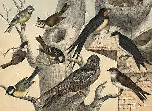 Animals, birds: Great tit, Parus major