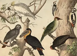Animals, birds: parrots (left) and woodpeckers: grey parrot