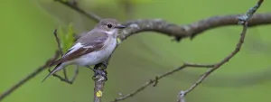 Animals, birds, songbirds, pied flycatcher