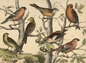 Animals, birds: spruce crossbill