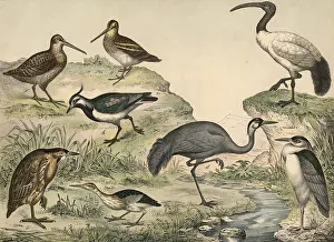 Animals, birds, swamp birds: stinging heron
