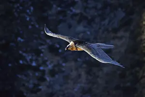 Animals, birds, vultures, bearded vultures