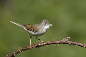 Animals, birds, warbler, (Sylvia communis)