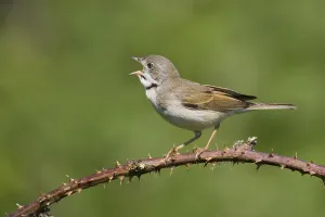 Animals, birds, whitethroat, (Sylvia communis)