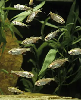 Other animals, Fish, Animals, Tetra, astyanas sp