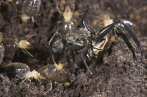 Other animals, Insects, Animals