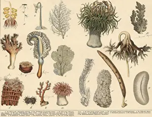 Animals: jellyfish, corals and sponges