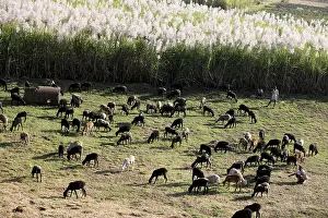Animals like goat, sheep grazing