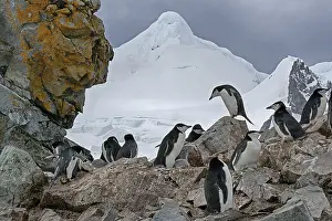 Animals, mammals, penguin, penguins