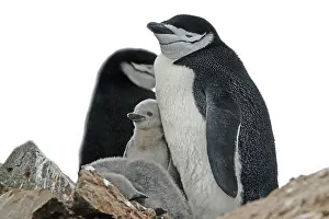 Animals, mammals, penguin, penguins