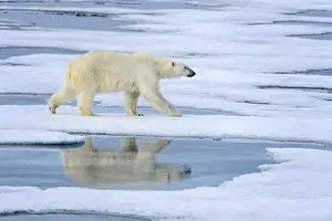Animals, Mammals, Polar bears, Polar bear