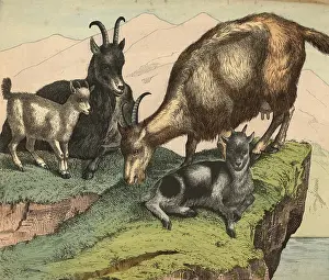 Animals, pets, goats, domestic goat