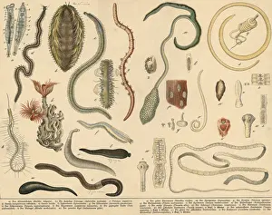 Animals: rotifers, annelids, starworms