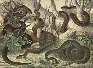 Animals, snakes: spectacled snake or Indian cobra