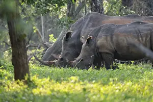 Two animals, Southern white rhinoceros (Ceratotherium simum simum)