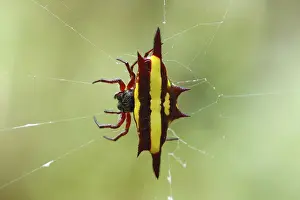 Other animals, spiders, arachnids