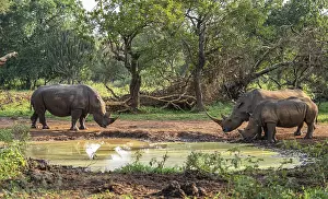 Three animals at a waterhole, Southern white rhinoceros (Ceratotherium simum simum)