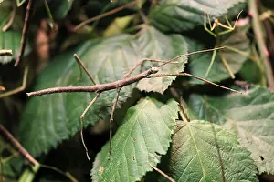 Annam stick insect (Medauroidea extradentata)